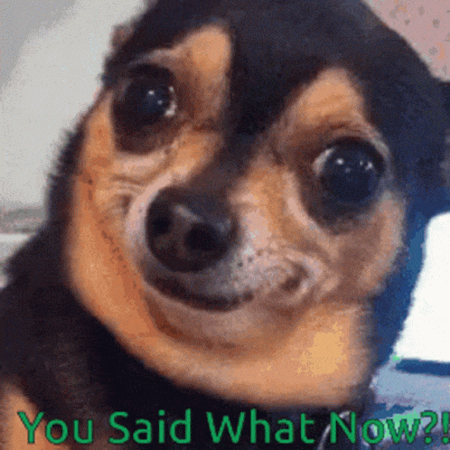 Dog Memes Funny Dog GIF - Dog Memes Funny Dog Cute Dog GIFs